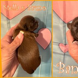 Bandit - Liver and white male Shih Tzu puppy in Beatrice, Nebraska from I Shih Tzu Not Puppies