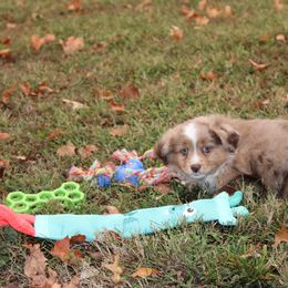 Rikki - Red merle male Toy Australian Shepherd puppy in Springfield, Missouri from Long's lil Aussies