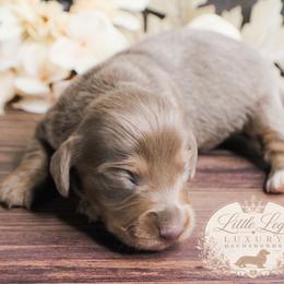 AKC Eclipse - Fawn (isabella) and tan male Dachshund puppy in Christiansburg, Virginia from Little Legs Luxury Dachshunds LLC