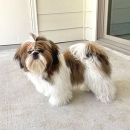 Shih Tzu Puppies from The Shih Tzu Life
