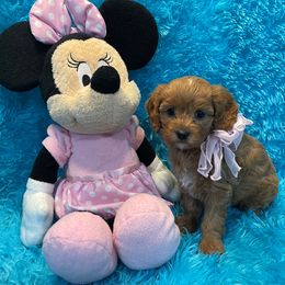 Lucy Lu - Red female Cavapoo puppy in Taft, Tennessee from Knight Pups