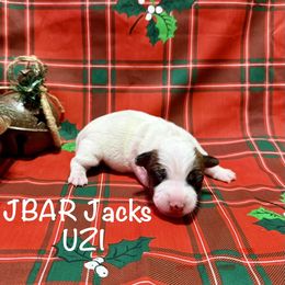 UZI - Tri-color female Jack Russell Terrier puppy in Bedias, Texas from JBar Jacks