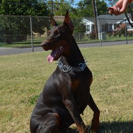Dia - Doberman Pinscher