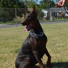 Dia - Doberman Pinscher