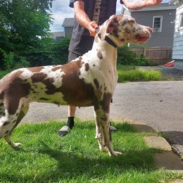 Sakari - Great Dane