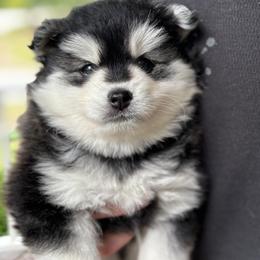 Pomsky Puppies from Raleigh Pomskies
