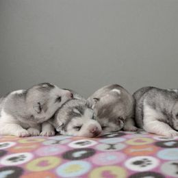 Siberian Husky Puppies from Shedenara Siberians