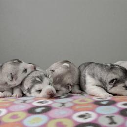 Siberian Husky Puppies from Shedenara Siberians