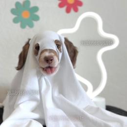 Scooby-Doo - Piebald male Dachshund puppy in Chandler, Arizona from Vonaducci Doxies, LLC.