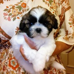 Shih Tzu Puppies from Shaggy Shih Tzu
