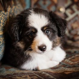 Toy Australian Shepherd Puppies from No Limit Ranch Miniature and Toy Australian Shepherds