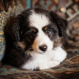 Toy Australian Shepherd Puppies from No Limit Ranch Miniature and Toy Australian Shepherds