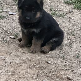 German Shepherd Puppies from Segen Von Gott German Shepherd’s