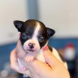 Houdini - Black and tan male Chihuahua puppy in Holt, Michigan from My Crzy Chihuahuas