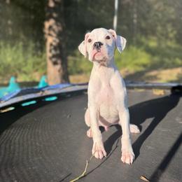 Boy 6 - White male Boxer puppy in Prestonsburg, Kentucky from Bre’s Boxers
