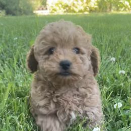 Poodles from Cami’s Colorado Cuties