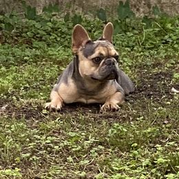 Bluebell - French Bulldog
