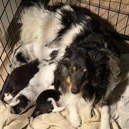 Obsidian - Shetland Sheepdog
