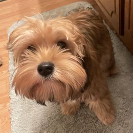 Companion Crosses and Morkies from Little Wigglebottoms