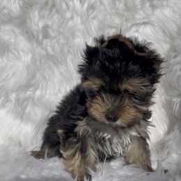 Princeton - Black and gold male Yorkshire Terrier puppy in Las Vegas, Nevada from Yorkiepupsntcups