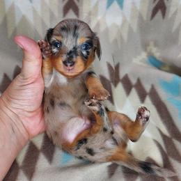 ISAIAH - Black and Tan Dapple - Dapple male Dachshund puppy in Swink, Oklahoma from Palali Farm