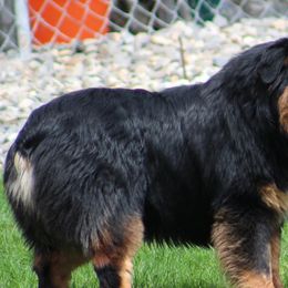 Australian Shepherds from Spencersmountain Aussies