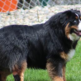 Australian Shepherds from Spencersmountain Aussies