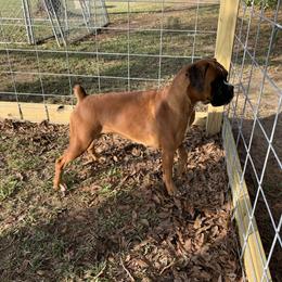 Nala - Boxer