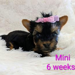 Mini - Black and gold female Yorkshire Terrier puppy in Gatesville, Texas from KontryKritterz Yorkies