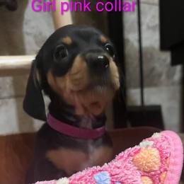 Biewer Terrier and Dachshund Puppies from My Forever Baby Yorkies