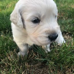 Golden Retriever Puppies from Freedom Retrievers