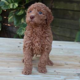 Cherie (Green Collar) - Cream female Goldendoodle puppy in Palmetto Bay, Florida from SOMIDOODLES