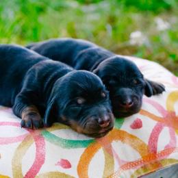 Girl 2 - Black and tan female Dachshund puppy in Burkesville, Kentucky from Bline’s Awesome Aussies, Aussiedoodles & Doxies at the Bline Family Farm