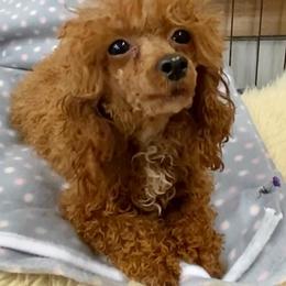 Poodle puppies from Legacy English Shepherds & AKC Toy Poodles