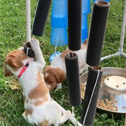 Brittany Puppies from Fox Mtn Brittanys