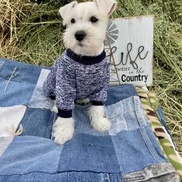 Miniature Schnauzer Puppies from Schnauzers on Robinson Lane