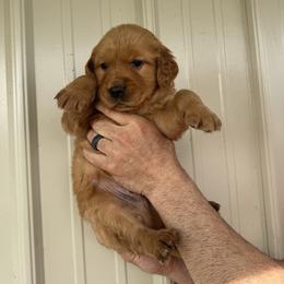 Boy 5 - Dark golden male Golden Retriever puppy in Arnaudville, Louisiana from Taylor Made Retrievers