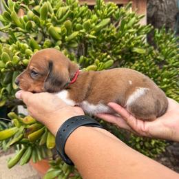 Puppy 5 - Dapple male Dachshund puppy in Riverside, California from Saddle Up Dachshunds