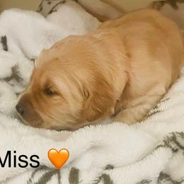 Girl 4 Rory Cooper - Golden female Golden Retriever puppy in Carmichael, California from Sadie Lane Family Goldens