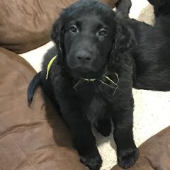 Flat-Coated Retriever Puppies from Beacon's Flat-Coated Retrievers