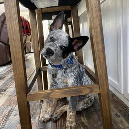 Australian Cattle Dog Puppies from Institute Australian Cattle Dogs