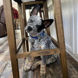 Australian Cattle Dog Puppies from Institute Australian Cattle Dogs
