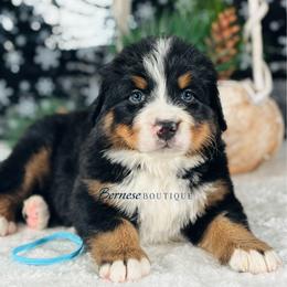 Light blue girl - Black rust and white female Bernese Mountain Dog puppy in Waukesha, Wisconsin from Bernese Boutique
