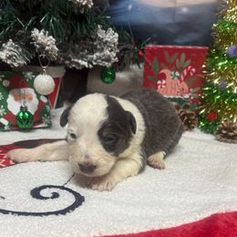 Manny - Blue male Border Collie puppy in Chattanooga, Tennessee from Ross Vegas Kennels