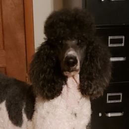 Nova - Poodle