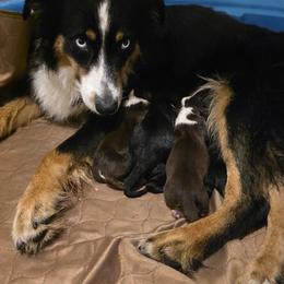 Australian Shepherd puppies from U Cross Australian Shepherds