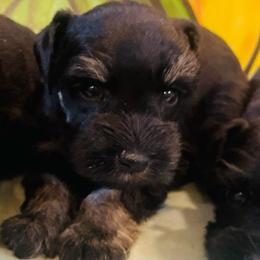 Black and silver 1 - Black and silver female Miniature Schnauzer puppy in Malvern, Arkansas from Deep South Miniature Schnauzers