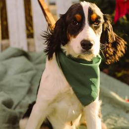 Tiffany - Black white and tan female English Springer Spaniel puppy in Cookeville, Tennessee from AVE Springer Spaniels