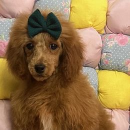 Goldendoodles, Maltese, Maltipoos, and Poodles from Dream Paws Puppies, LLC