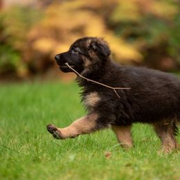 German Shepherd Puppies from Crescent Lake Shepherds